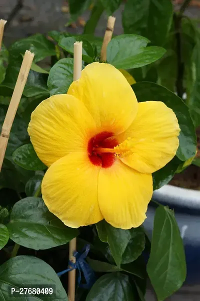 Zomoloco Hibiscus Joba Yellow In Colour Live Plan