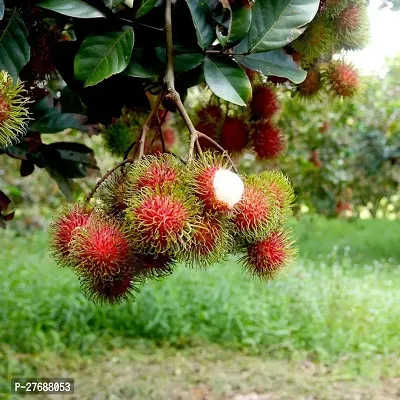 Zomoloco Rare Red Rambutan Hybrid Exotic Fruit See