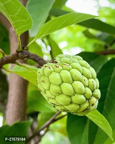 Zomoloco Custard Apple Live Plant Disha3090150-thumb0