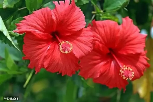 Zomoloco Roys Hibiscus Plant Hibiscus Plant-thumb0