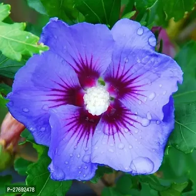 Zomoloco Hibiscus Blue Cf300071 Hibiscus Plant-thumb0