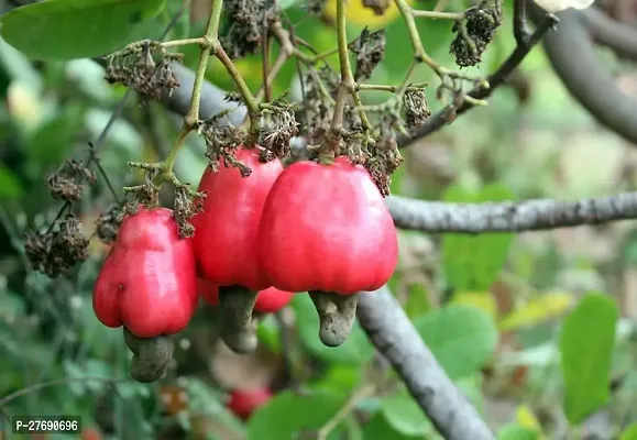 Zomoloco Hybrid Rare Grafted Cashew Apple Kaju F-thumb0