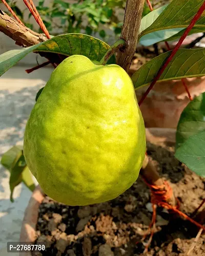 Zomoloco Air Layered Hybrid Banarasi Variant Guava