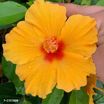 Zomoloco Hibiscus Hybrid Live Flower Plant Disha-thumb0