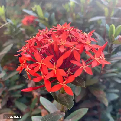 Zomoloco Trothic Ixora Chethi Red Plant Live Flowe