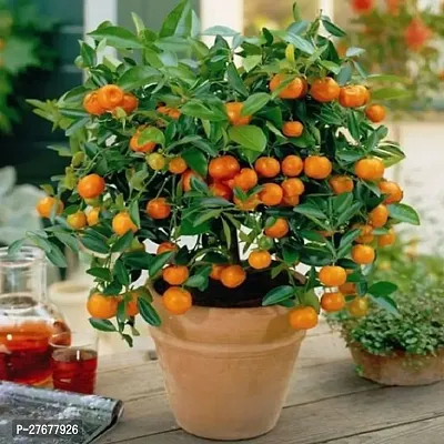 Zomoloco Live Plants For Garden Orange Chinese Ora-thumb0