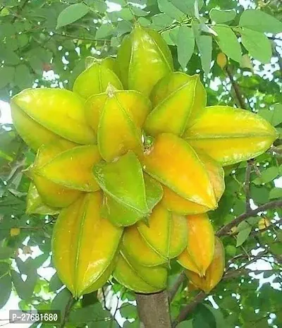 Zomoloco Sf11 Star Fruit Carambola Grafted Plant-thumb0