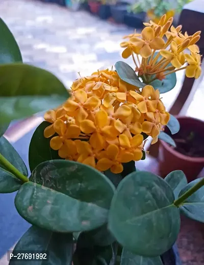 Zomoloco Trothic Ixora Chethi Yellow Plant Live Fl