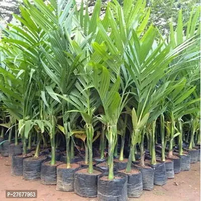 Zomoloco Areca Nut Hybrid Plant For Outdoor Garden-thumb0