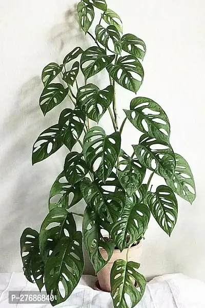 Zomoloco Broken Heart Indoor Plant With Air Purify-thumb0