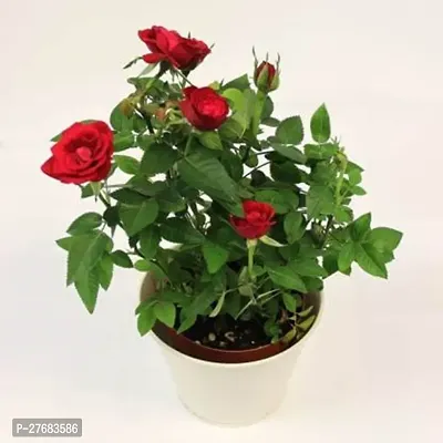 Zomoloco Red Rose0123 Rose Plant-thumb0