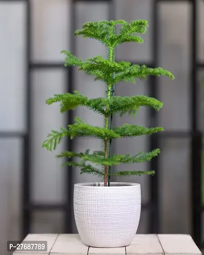 Zomoloco Live Christmas Plant Healthy Decorative