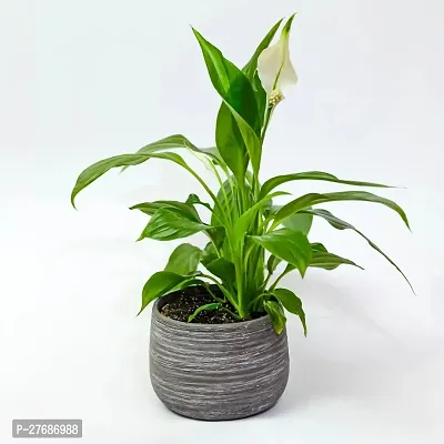 Zomoloco Peace Lily Or Spathiphyllum Live Plant Wh