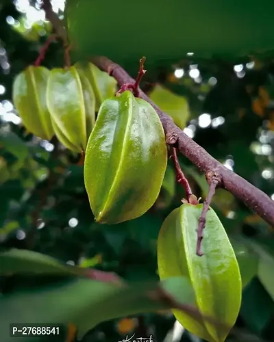 Zomoloco Rare Star Fruit Grafted Live Plant Cf028-thumb0