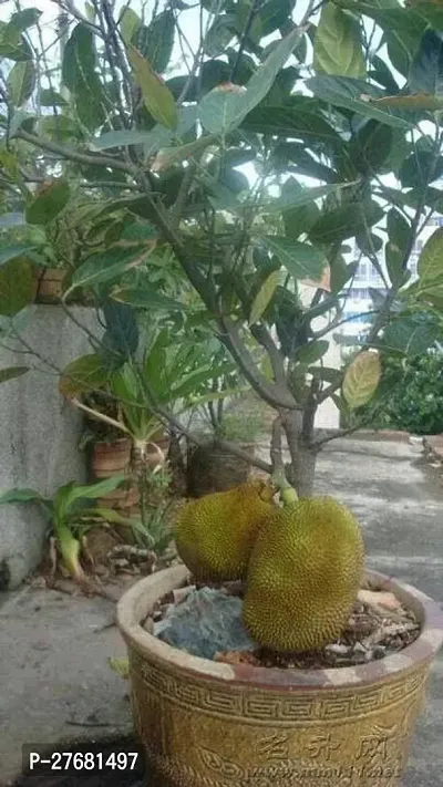 Zomoloco A01 Jack Fruit Plant-thumb0