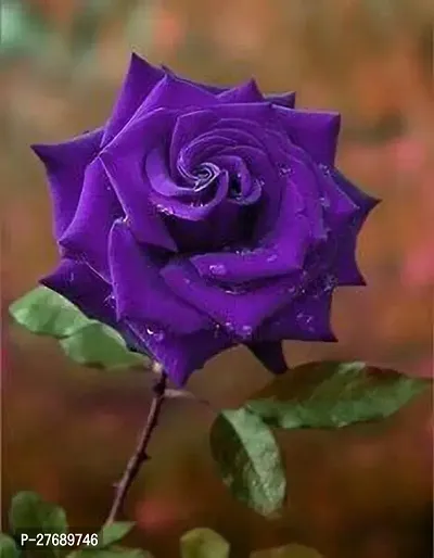 Zomoloco Rare Grafted Blue Rose Gulab Flower Li