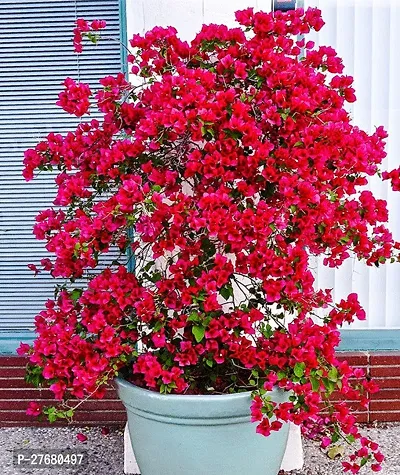 Zomoloco Baugainvillea Plant Disha000380317778-thumb0