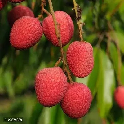 Zomoloco Hybrid Litchi Plant Litchi Plant-thumb0