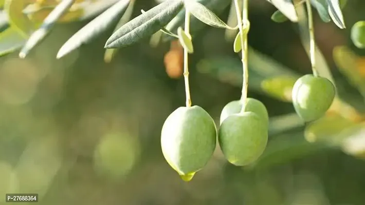 Zomoloco Indian Olivejalpaijolpai Live Plant Cf