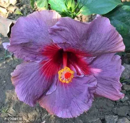 Zomoloco Hibiscus Live Plant Pg012 Hibiscus Plan-thumb0