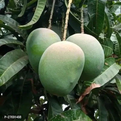 Zomoloco Himsagar Kishan Bhog Mango Grafted Hy