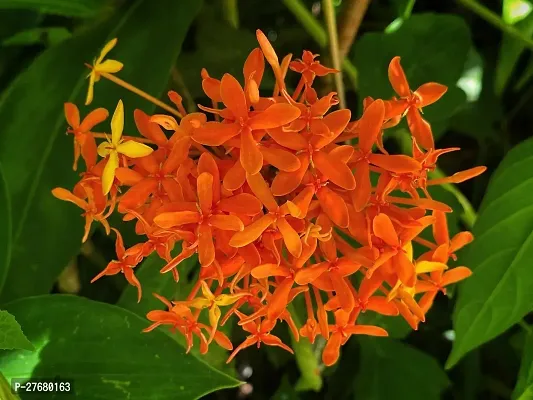 Zomoloco Trothic Ixora Chethi Red Plant Live Flowe-thumb0