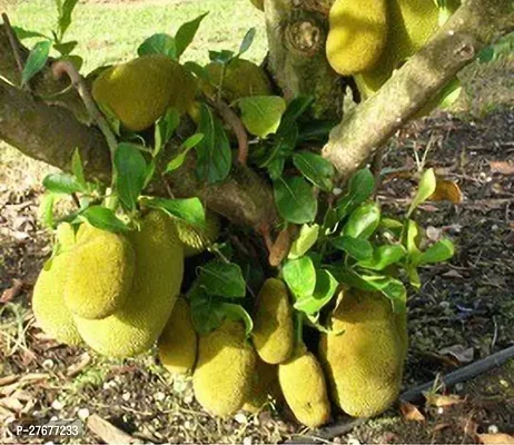 Zomoloco Jackfruit Plant Jackfruit Plant-thumb0