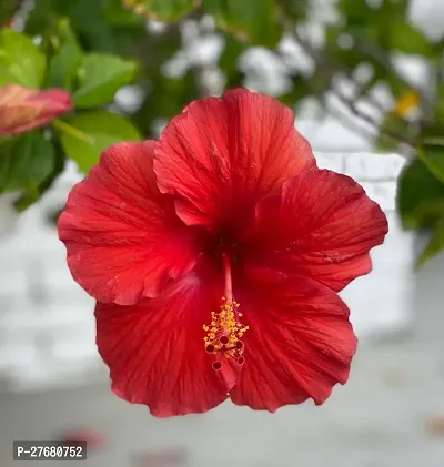 Zomoloco Hibiscus Red Live Flower Plant Disha220-thumb0