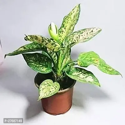 Zomoloco Snow White Aglaonema Chinese Evergree-thumb0