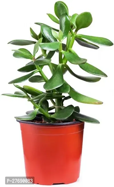 Zomoloco Jade Live Plant For Indoor Decoration C