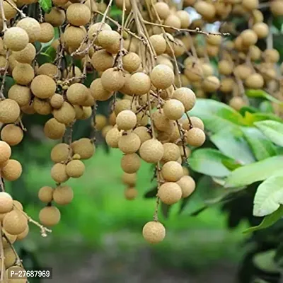 Zomoloco Rare Dwarf Longan Fruit Plant Thailand V