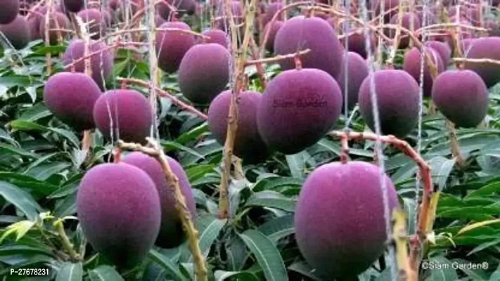 Zomoloco Mango Hybrid Mango Plant-thumb0