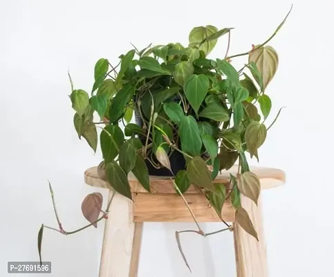 Zomoloco Philodendron Indoor Hybrid Live Plant For