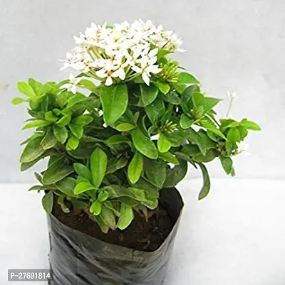 Zomoloco Trothic Ixora Chethi White Plant Live Flo