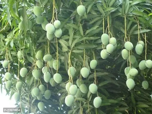 Zomoloco Mangomodel Nameice Cream Plant Mango P