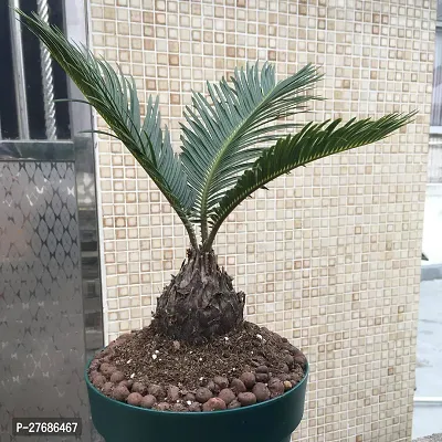 Zomoloco Cycas Revoluta Plant Live Plant Cf93 Cy-thumb0