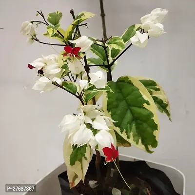 Zomoloco Live Rare Bleeding Heart Vine White Cler-thumb0