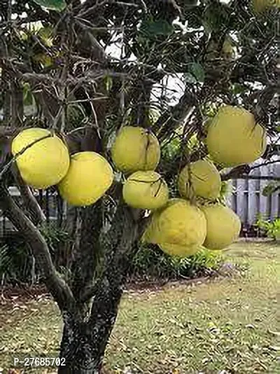 Zomoloco Sweet Pomelo Plant Cfo201 Lemon Plant-thumb0