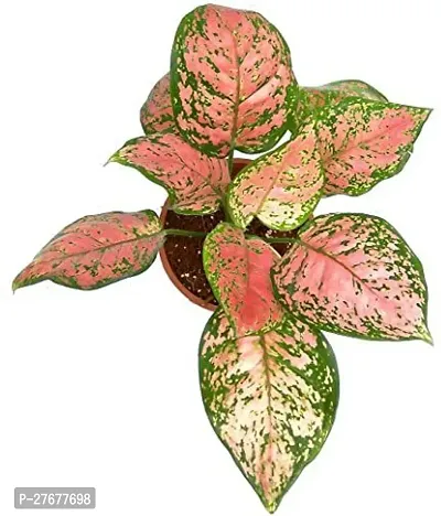 Zomoloco Pink Aglaonema Live Plant Aglaonema Plant