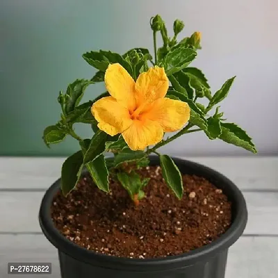 Zomoloco Hibiscus Joba Yellow In Colour Live Plan-thumb0