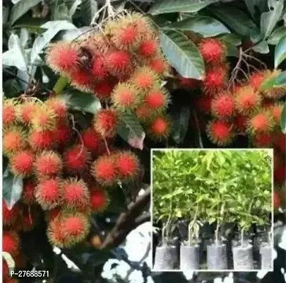 Zomoloco Rare Red Rambutan Hybrid Exotic Fruit See-thumb0