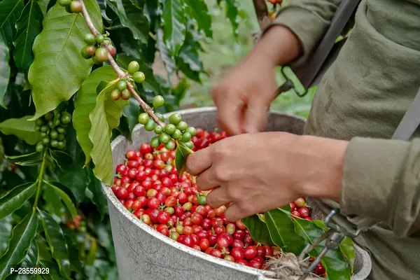 Zomoloco Coffee Plant Coffee Plant 005