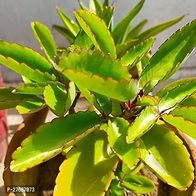 Zomoloco Live Patharchattabryophyllum Pinnatummi