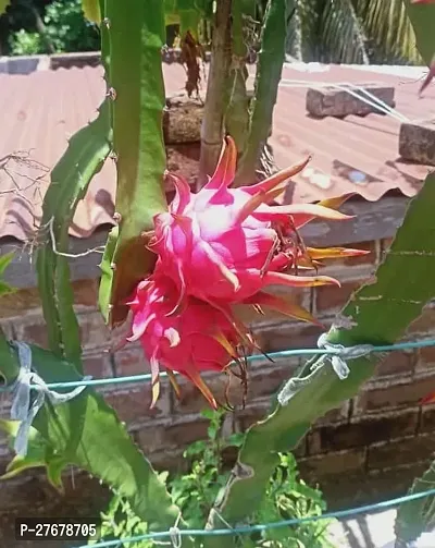 Zomoloco Dragon Fruit Plant Dragon Tree