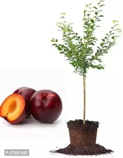 Zomoloco Exotic Live Grafted Plum Aalu Bukharaal-thumb0