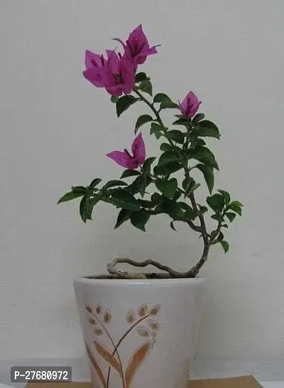 Zomoloco Bx11 Bougainvillea Plant-thumb0