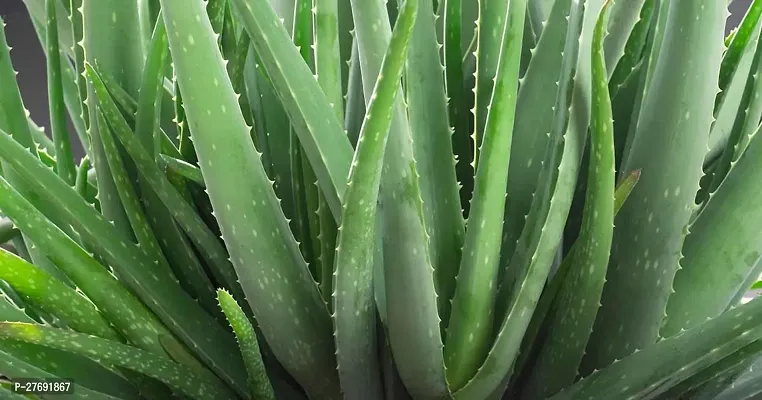 Zomoloco Aloe Vera Plant Cf00085 Aloe Vera Plant-thumb0