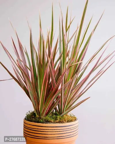 Zomoloco Live Air Purifying Red Edged Dracaena Mar