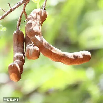 Zomoloco Hybrid Sweet Tamarind Plant Live Plant C-thumb0