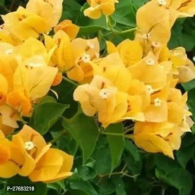 Zomoloco Yellow Baugainvellea Live Plant Bougainvi-thumb0